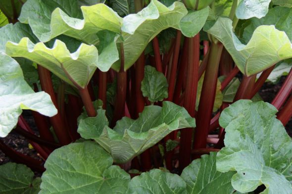 Rhubarb Plants