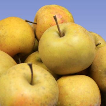 Photo of a small pile of yellow apples.
