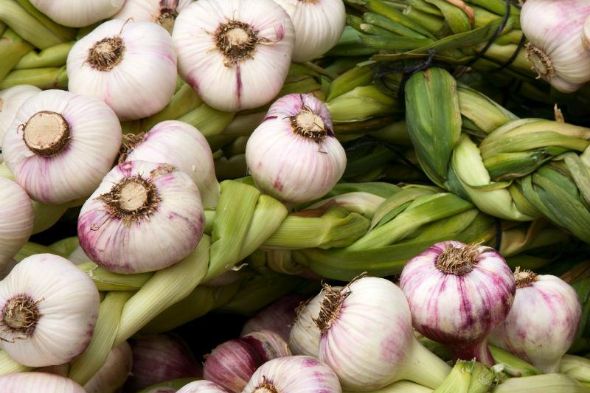 Photo of garlic.