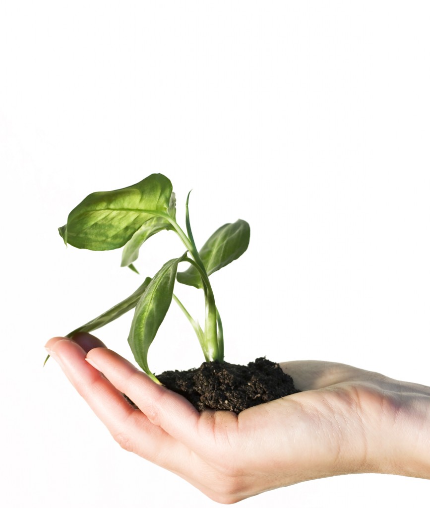Plant