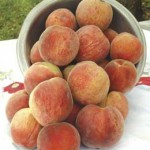 Stark® Early White Giant™ Peach