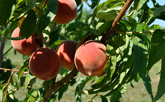 peaches