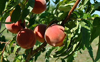peaches