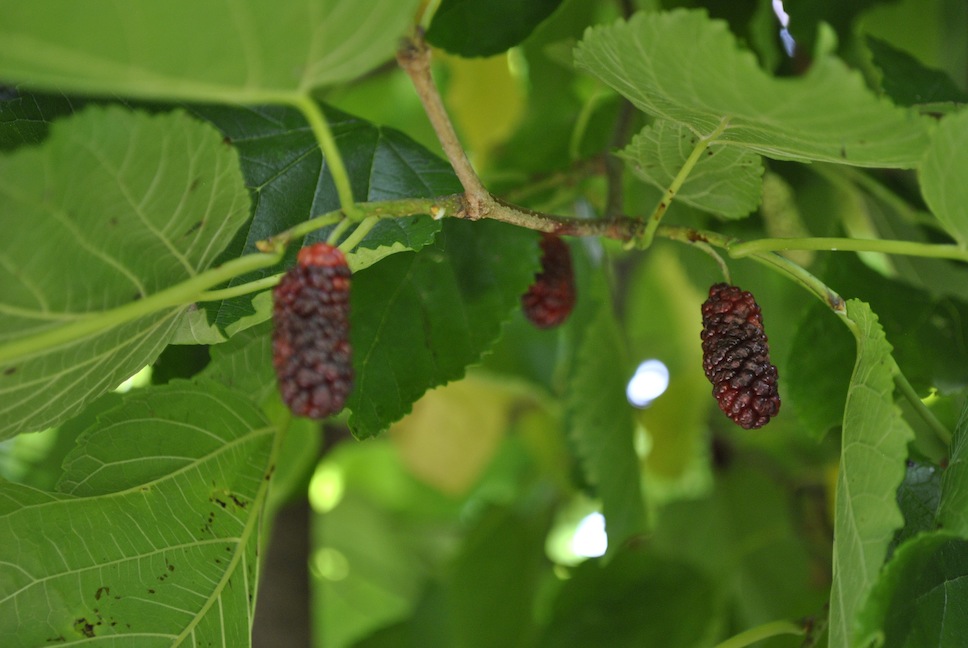 Mulberry Fruit Ripening on the Tree