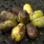 pawpaw_ fruit