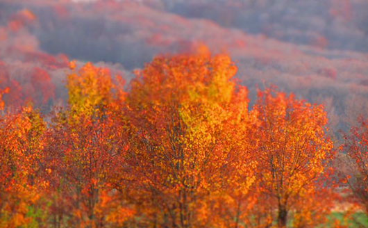 Fall Colors