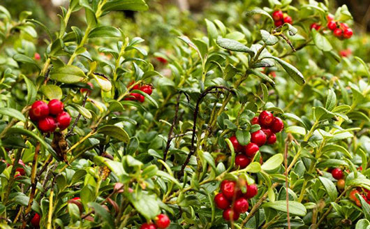 Koralle Lingonberries on plant