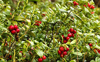 Koralle Lingonberries on plant