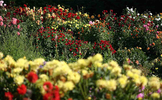 Mixed flower garden