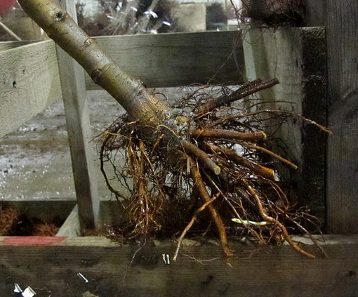 roots