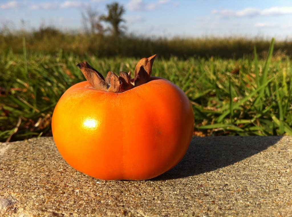 Ichi Persimmon