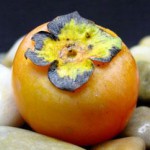 Prok American Persimmon