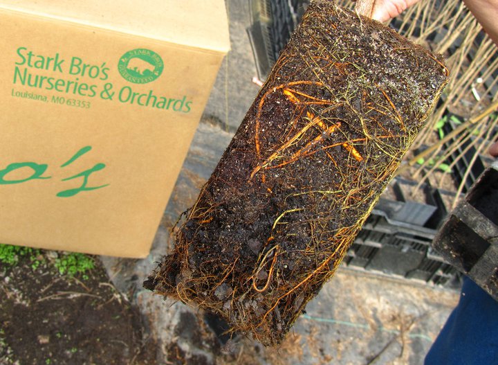 Stark® EZ Start® Roots of Mulberry