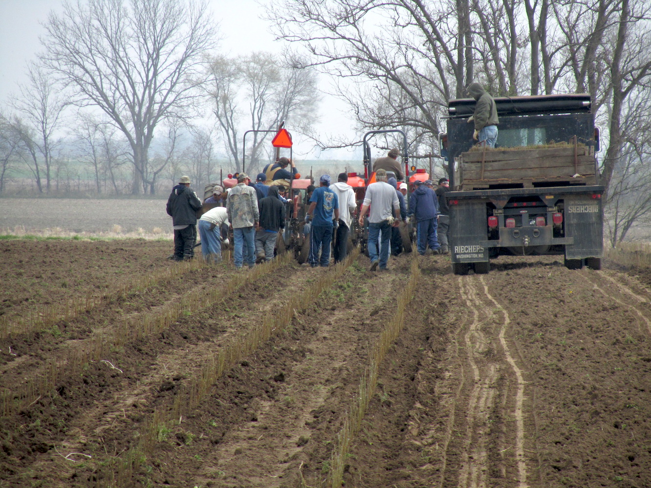 A group of people harvesting trees