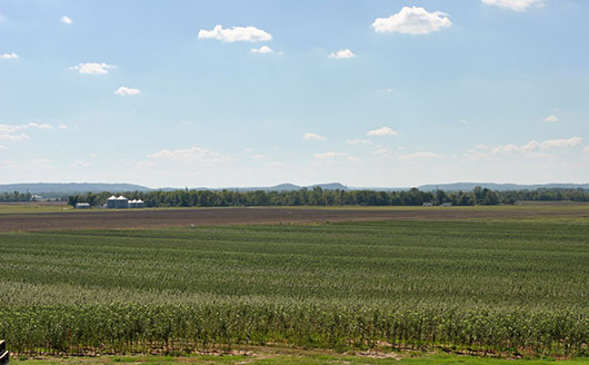 A large farm field of trees