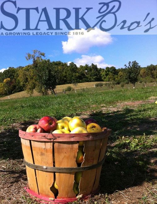 Apples-In-Basket