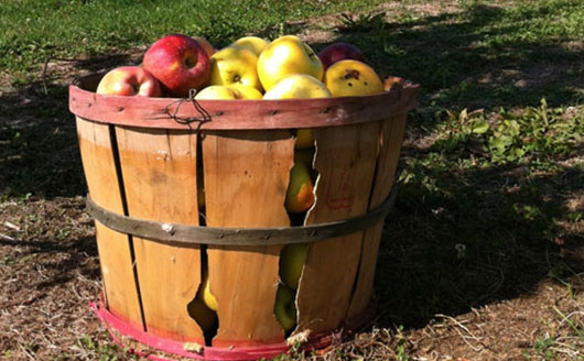 Basket of apples