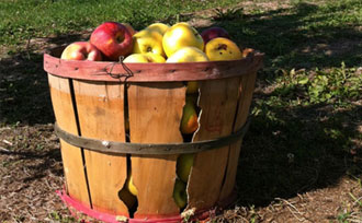 Basket of apples