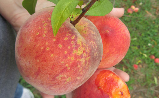 Peaches in hand