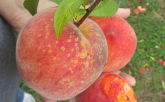 Peaches in hand