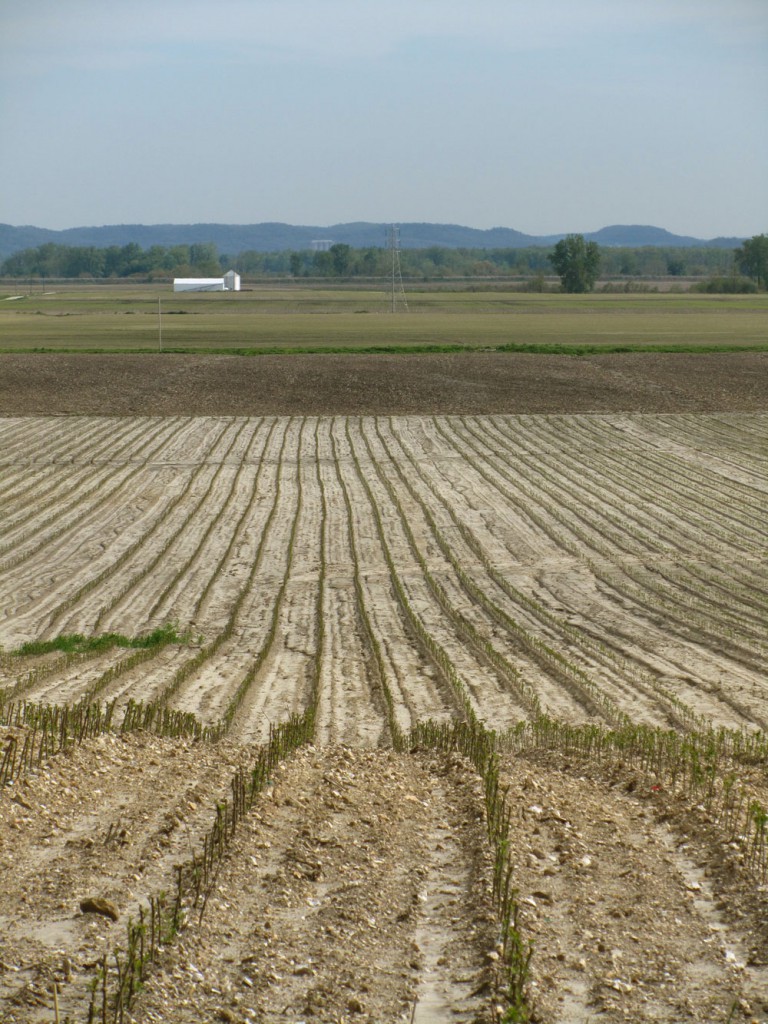 StarkBros-Fields1 Photo of trees growing in a field