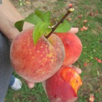 Last of the peaches