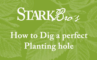 "How to Dig a perfect Planting Hole"