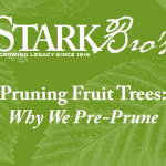 Pre-Prune