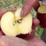 apple seeds
