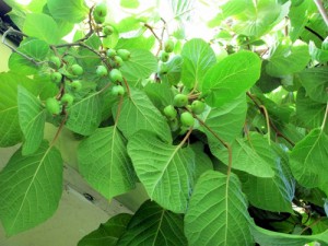 Hardy Kiwi Hardy Kiwi - Joe Archie