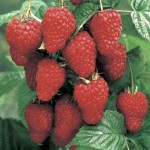 Loganberry Fruit