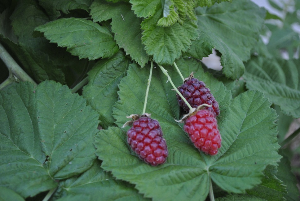 Grow your own Loganberry Plant Stark Bro's