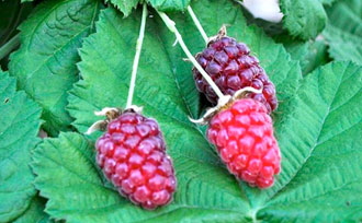 Ripe Loganberries on Plant