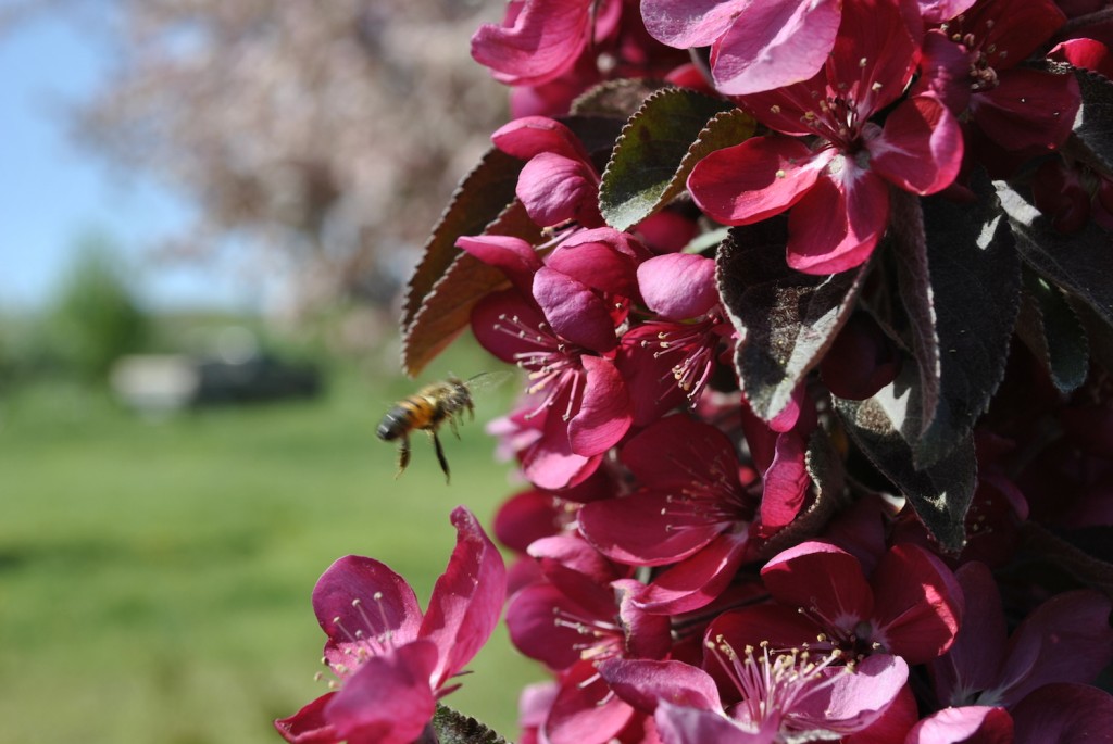 Crabapple & Bee