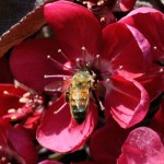 Bee Pollinating an Apple Blossom