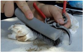 Tool Cleaning with Wire Brush Tool Cleaning with Wire Brush for Caked-on Debris