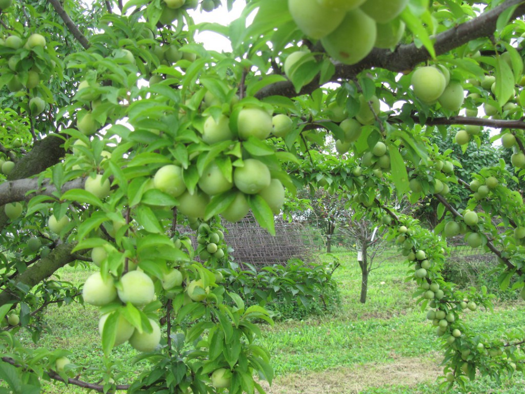 Overbearing Fruiting Limbs