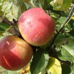 Image of Ripe Apples Post Rain