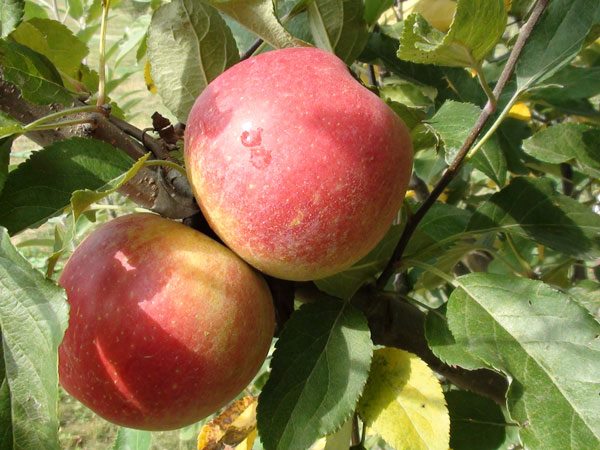 Ripe-Apples-Post-Rain.jpg