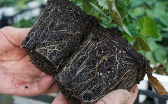 Closeup of blackberry roots in a potted plant