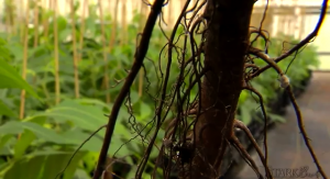 Image of a tree's Soilless Bare Root System
