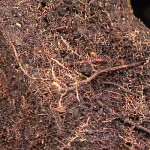 Dense Root System Image of Potted Tree's Dense Root System