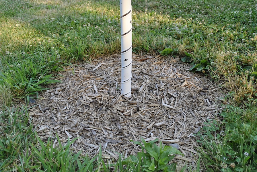Mulch around tree