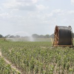 Stark Bro's Irrigation