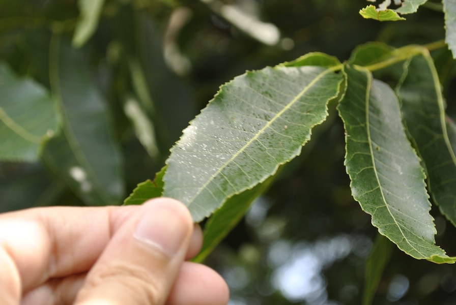 Visual transpiration of pecan leaf