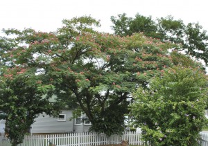 Mimosa Summer Blooms