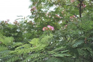 Mimosa Flowers & Leaves