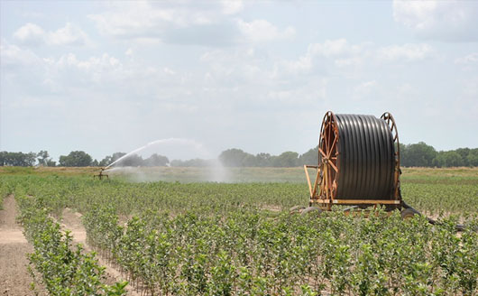 Irrigating fruit trees in farm field