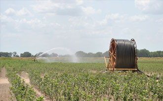 Irrigating fruit trees in farm field