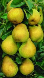 Starking® Delicious™ Pears on Tree